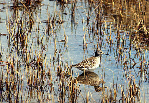 Фифи вошли в Красную книгу