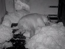 Беспокойный сон медведя Диксона в Московском зоопарке попал на видео