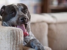 15 самых опасных животных в мире