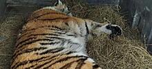 В Хабкрае обещают вознаграждение очевидцам ДТП с тигром