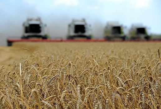 Урожай на полях Верхневолжья больше прошлогоднего