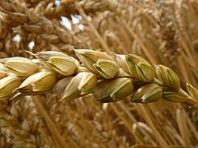 Ульяновский ГАУ получил патент на сорт озимой пшеницы «Студенческая нива»