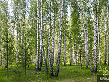 Свердловчане открыли сезон популярного в СССР весеннего лакомства