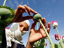 Маковый цвет