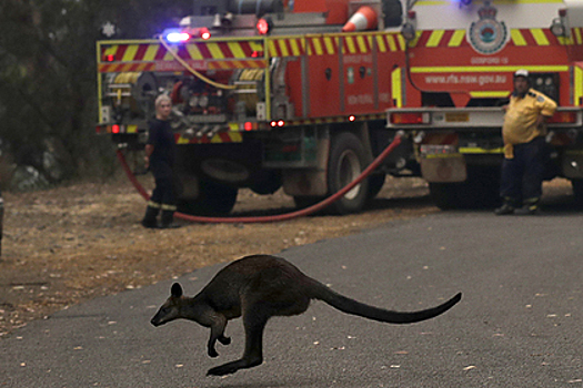 Полмиллиарда животных погибли от лесных пожаров в Австралии