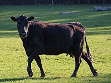 Стратегия в мясном скотоводстве от НСПГ позволит объединить мелких фермеров