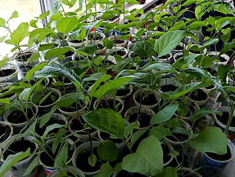 "Скорая помощь" для рассады. Отличное средство, проверено. Рекомендую!