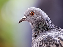 Шнобелевская премия-2024: голуби-наводчики и пьяные черви