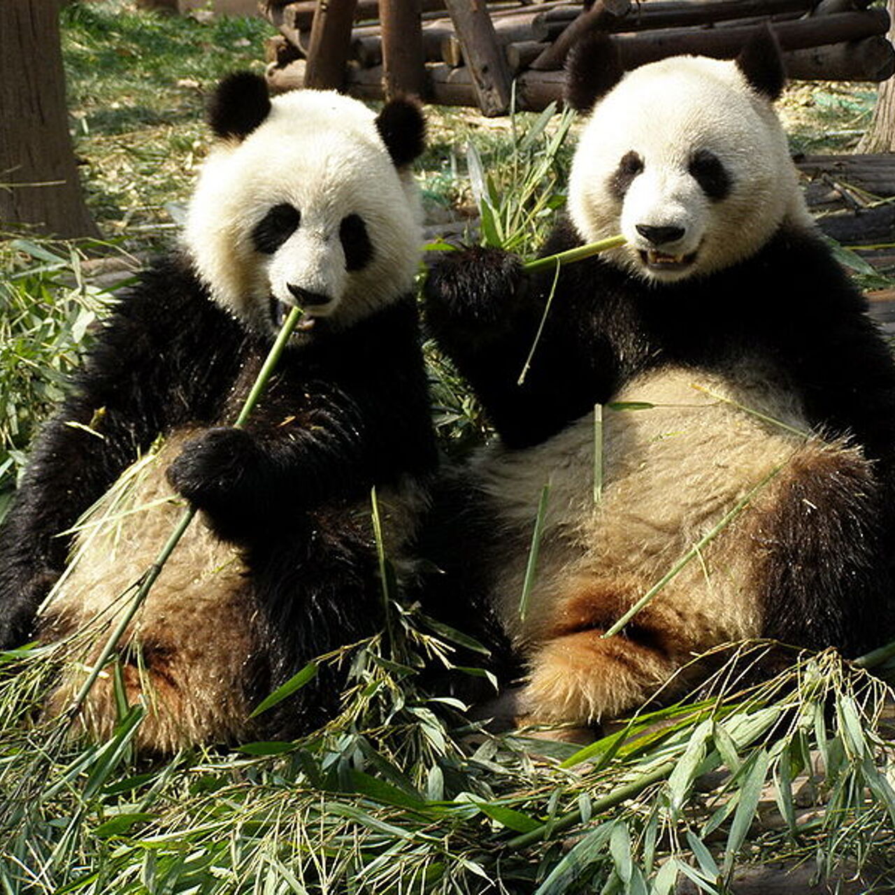 Родина панд. Сычуань резерваты Панда. Заповедник панд в Чэнду. Заповедник Дуцзянъянь Панда. Большая Панда.