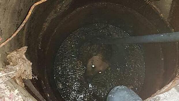 В Калининграде на Велосипедной дороге спасли упавшую в колодец собаку