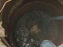 В Калининграде на Велосипедной дороге спасли упавшую в колодец собаку