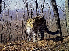 Дальневосточному леопарду под номером Leo 271M дали кличку Мейерхольд