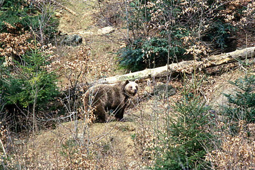 В российском регионе инспекторы Охотнадзора за ночь ликвидировал рекордное число медведей