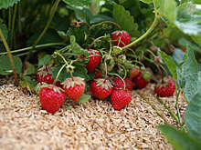 Специалист Тихомиров: в Подмосковье уже можно собирать землянику