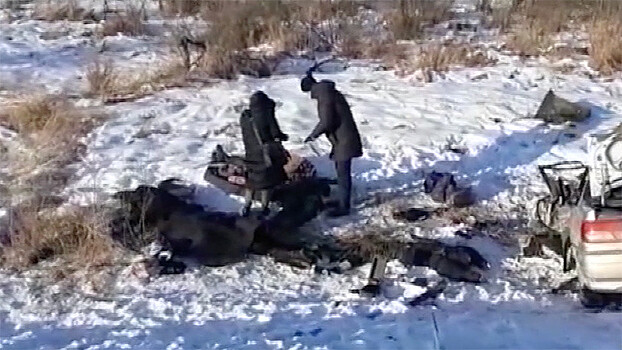 Пять человек погибли в результате ДТП в Приамурье