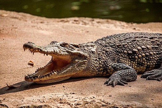 Мужчина пережил четыре нападения крокодилов