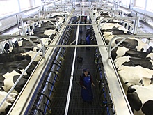Какие молочные продукты из России наиболее перспективны для экспорта