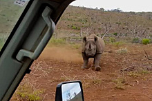 Носорог протаранил автомобиль и попал на видео