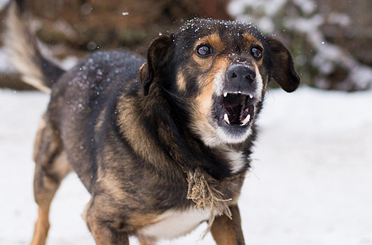 Бродячие собаки беспокоят жителей Наро-Фоминского округа