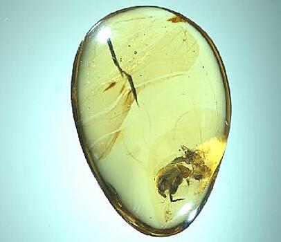 Самого древнего жука с пыльцой обнаружили в Мьянме