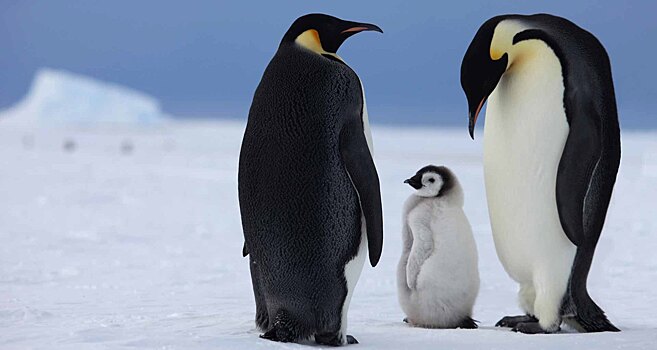 Антарктиде предрекли исчезновение пингвинов