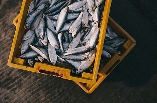 Совет Федерации ускорит доставку рыбы с Дальнего Востока