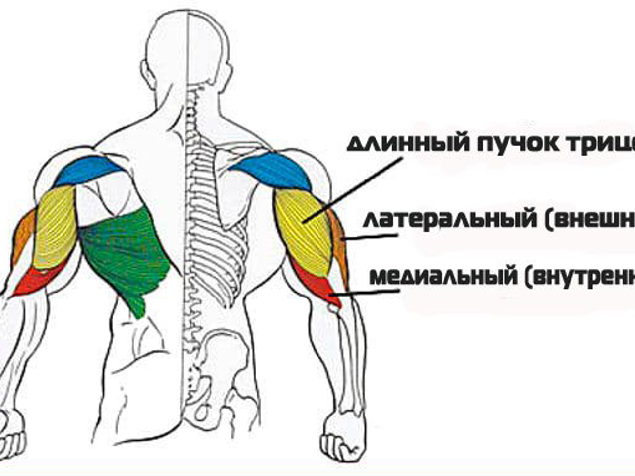 Длинная головка трицепса. Трицепс какие головки. Латеральная головка трицепса. Медиальная головка трицепса анатомия. Латеральная головка трицепса анатомия.