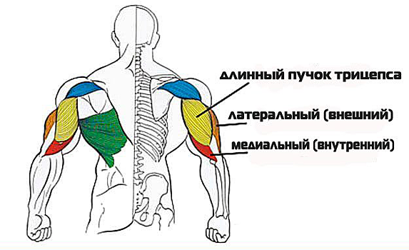 Самые эффективные упражнения для трицепса