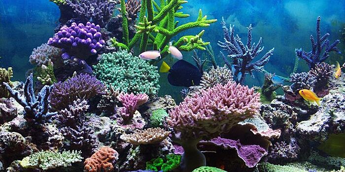 Найден новый вид кораллов-одиночек