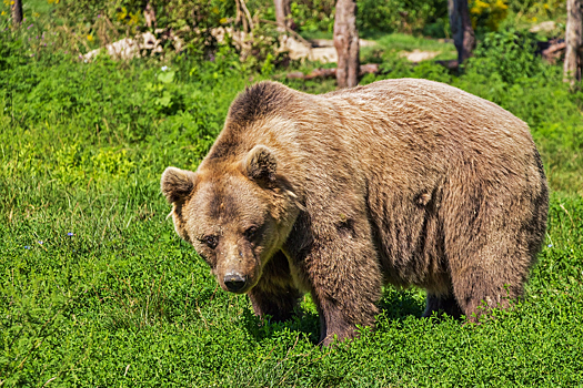 Медведи начали просыпаться на Байкале