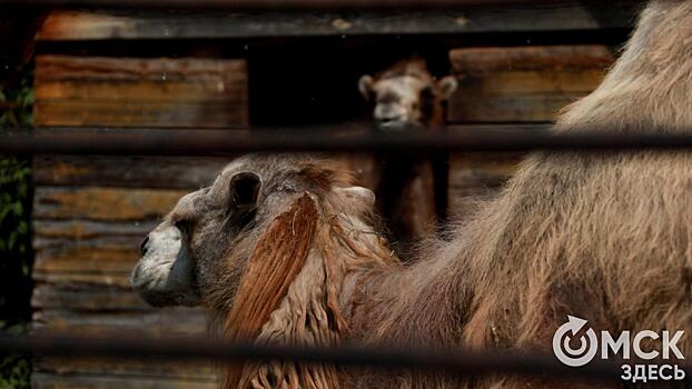 Большереченский зоопарк проведёт креативный урок о природе