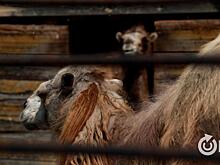 Большереченский зоопарк проведёт креативный урок о природе