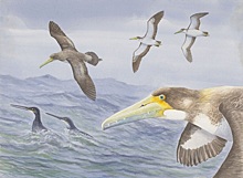 В Новой Зеландии обнаружен предок самых больших птиц на Земле