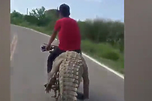 Мужчина прокатился верхом на привязанном к мотоциклу крокодиле и попал на видео