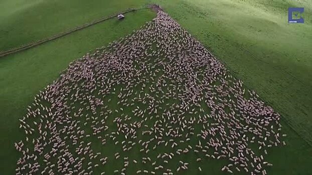 Стадо овец с высоты птичьего полёта