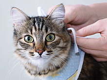 Кастрация кота: почему ветеринары настаивают, а хозяева боятся