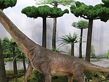 Новосибирские ученые «оживили» мезозойское кладбище динозавров