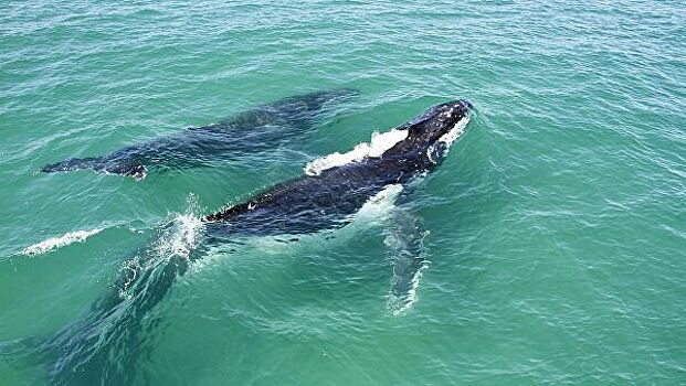 В России отклонили инициативу о запрете отлова китов