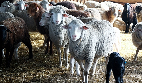 Господдержка волгоградских племенных хозяйств за год выросла на 10%