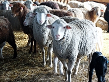 Господдержка волгоградских племенных хозяйств за год выросла на 10%