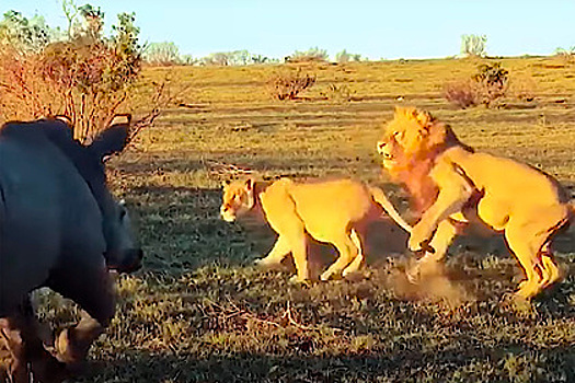 Агрессивный носорог прогнал занимающихся любовью львов и насмешил туристов