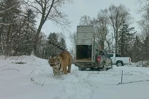 В Приморье в дикую природу вернули амурского тигра