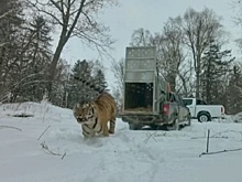 В Приморье в дикую природу вернули амурского тигра