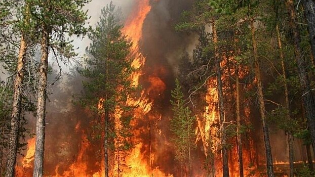 21 лесной пожар произошел с начала года на территории Вологодчины