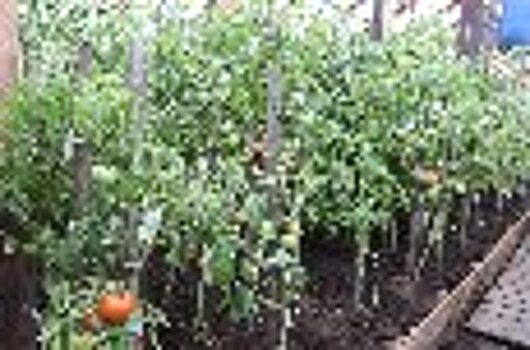 В ИК-33 УФСИН России по Республике Хакасия собирают урожай огурцов и помидоров