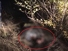 Суд арестовал подозреваемого в убийстве студентки из Волгоградской области