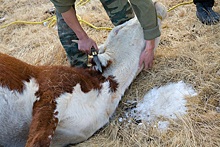 Дума приняла в I чтении законопроект о скотомогильниках