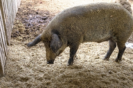 Свинское поведение: бродячие хрюшки разгуливают по свердловскому городу, администрация бездействует