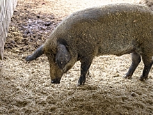 Свинское поведение: бродячие хрюшки разгуливают по свердловскому городу, администрация бездействует