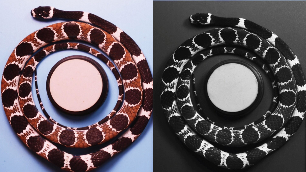 У змей обнаружен разный ультрафиолетовый камуфляж  новая загадка эволюции